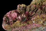 Magenta Erythrite Crystal Cluster - Morocco #137014-2